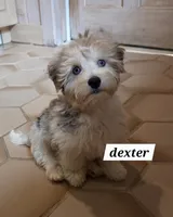 Dexter MORKIE (BLUE EYES!!), a male Morkie for sale in Norwalk, CT – 1 of 10