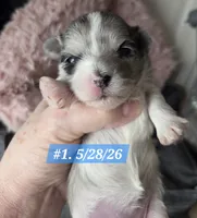 Dottie (BLUE Eyes), a female Morkie for sale in Norwalk, CT – 3 of 8