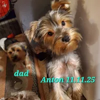 Anton Trad Yorkie, a male Yorkshire Terrier for sale in Norwalk, CT – Photo 4 of 9