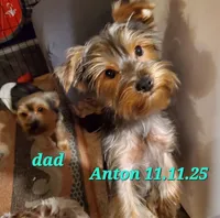 Anton Trad Yorkie, a male Yorkshire Terrier for sale in Norwalk, CT – Photo 2 of 9