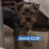 Anton Trad Yorkie, a male Yorkshire Terrier for sale in Norwalk, CT – Photo 5 of 9