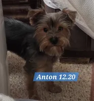 Anton Trad Yorkie, a male Yorkshire Terrier for sale in Norwalk, CT – Photo 4 of 9