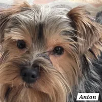 Anton Trad Yorkie, a male Yorkshire Terrier for sale in Norwalk, CT – Photo 3 of 9