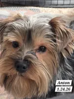 Anton Trad Yorkie, a male Yorkshire Terrier for sale in Norwalk, CT – Photo 1 of 9