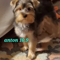 Anton Trad Yorkie, a male Yorkshire Terrier for sale in Norwalk, CT – Photo 7 of 9