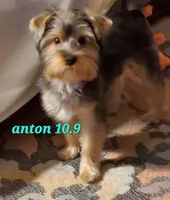 Anton Trad Yorkie, a male Yorkshire Terrier for sale in Norwalk, CT – Photo 7 of 9