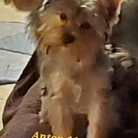 Anton Trad Yorkie, a male Yorkshire Terrier for sale in Norwalk, CT – Photo 6 of 9