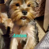 Anton Trad Yorkie, a male Yorkshire Terrier for sale in Norwalk, CT – Photo 1 of 9