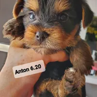 Anton Trad Yorkie, a male Yorkshire Terrier for sale in Norwalk, CT – Photo 9 of 9