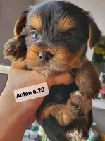 Anton Trad Yorkie, a male Yorkshire Terrier for sale in Norwalk, CT – Photo 9 of 9
