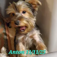 Anton Trad Yorkie, a male Yorkshire Terrier for sale in Norwalk, CT – Photo 2 of 9