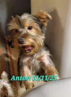 Anton Trad Yorkie, a male Yorkshire Terrier for sale in Norwalk, CT – Photo 5 of 9