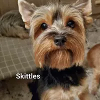 Skittles, a male Yorkshire Terrier for sale in Norwalk, CT – Photo 3 of 8