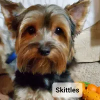 Skittles, a male Yorkshire Terrier for sale in Norwalk, CT – Photo 5 of 8