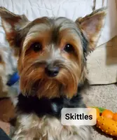 Skittles, a male Yorkshire Terrier for sale in Norwalk, CT – Photo 2 of 10