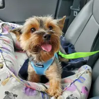 Skittles, a male Yorkshire Terrier for sale in Norwalk, CT – Photo 1 of 8