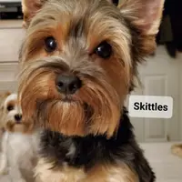 Skittles, a male Yorkshire Terrier for sale in Norwalk, CT – Photo 2 of 8
