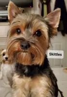 Skittles, a male Yorkshire Terrier for sale in Norwalk, CT – Photo 4 of 10