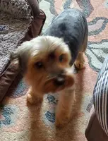 Skittles, a male Yorkshire Terrier for sale in Norwalk, CT – Photo 6 of 10
