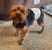 Skittles, a male Yorkshire Terrier for sale in Norwalk, CT – Photo 3 of 10