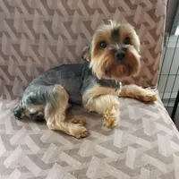 Skittles, a male Yorkshire Terrier for sale in Norwalk, CT – Photo 9 of 10
