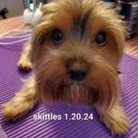 Skittles, a male Yorkshire Terrier for sale in Norwalk, CT – Photo 6 of 8