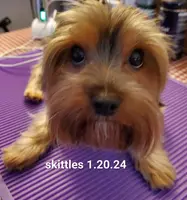 Skittles, a male Yorkshire Terrier for sale in Norwalk, CT – Photo 7 of 10