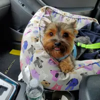 Skittles, a male Yorkshire Terrier for sale in Norwalk, CT – Photo 7 of 8