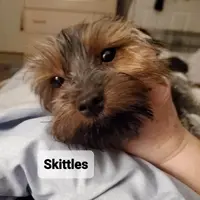 Skittles, a male Yorkshire Terrier for sale in Norwalk, CT – Photo 8 of 10