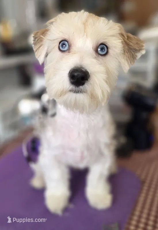 Dexter MORKIE (BLUE EYES!!) – Morkie puppy for sale in Norwalk, CT