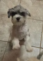 Dottie (Marble Eyes), a female Morkie for sale in Norwalk, CT – 5 of 7