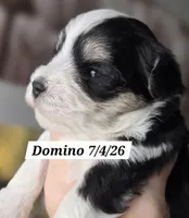 Domino, a male Yorkshire Terrier for sale in Norwalk, CT – 2 of 7