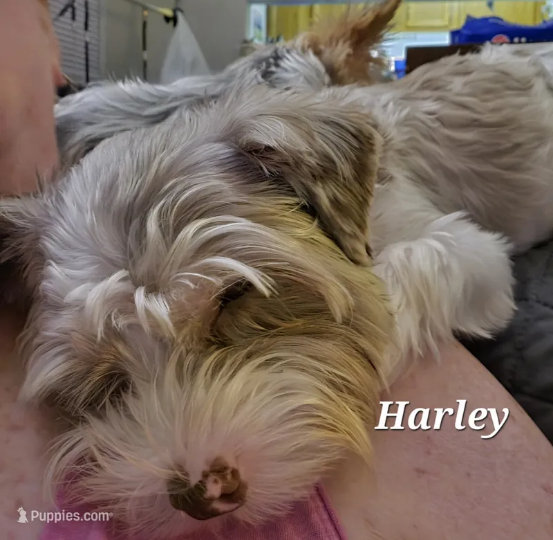 Harley Harlequin Yorkie – Yorkshire Terrier puppy for sale in Norwalk, CT