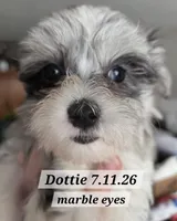 Dottie Morkie (BLUE Eyes), a female Morkie for sale in Norwalk, CT – 2 of 10