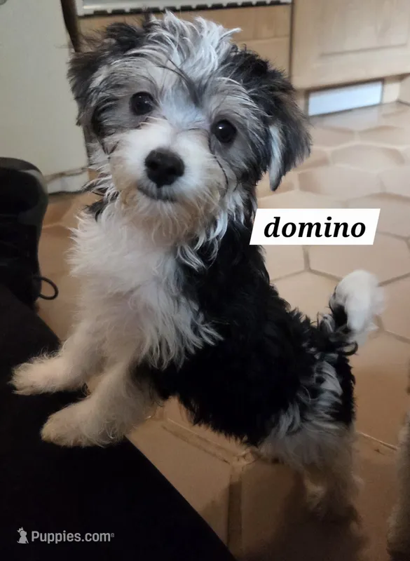 Domino Morkie – Yorkshire Terrier puppy for sale in Norwalk, CT
