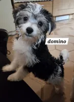 Domino Morkie, a male Yorkshire Terrier for sale in Norwalk, CT – 1 of 10