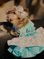 Female merle yorkiepoo, a female Yorkipoo for sale in Norwalk, CT – Photo 1 of 2