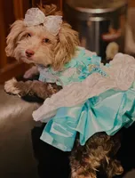 Female merle yorkiepoo, a female Yorkipoo for sale in Norwalk, CT – Photo 2 of 2