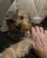 Abby PET ONLY Yorkie, a female Yorkshire Terrier for sale in Norwalk, CT – 5 of 9