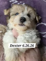Dexter (BLUE EYES), a male Morkie for sale in Norwalk, CT – 10 of 10