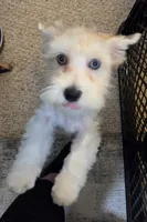 Dexter MORKIE (BLUE EYES!!), a male Morkie for sale in Norwalk, CT – 10 of 10