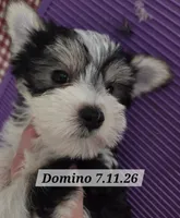 Domino Morkie, a male Yorkshire Terrier for sale in Norwalk, CT – 8 of 8