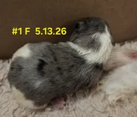 Dottie (BLUE Eyes), a female Morkie for sale in Norwalk, CT – 5 of 8