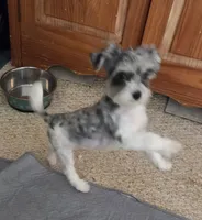 Dottie (Marble Eyes), a female Morkie for sale in Norwalk, CT – 3 of 7