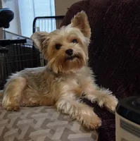 Sasha Girl AKC, a female Yorkshire Terrier for sale in Norwalk, CT – 2 of 6