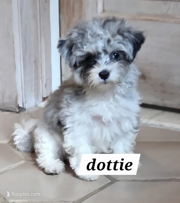 Dottie Morkie (Marble Eyes) – Morkie puppy for sale in Norwalk, CT