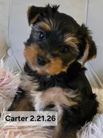 Carter, a male Yorkshire Terrier for sale in Norwalk, CT – Photo 1 of 7
