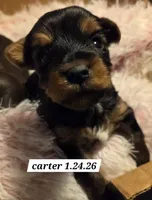 Carter, a male Yorkshire Terrier for sale in Norwalk, CT – Photo 5 of 7