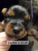 Carter, a male Yorkshire Terrier for sale in Norwalk, CT – Photo 3 of 7