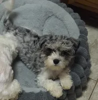 Dottie (Marble Eyes), a female Morkie for sale in Norwalk, CT – 6 of 7